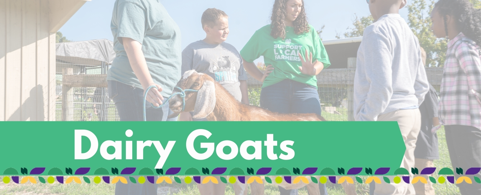 dairy goat project banner with text