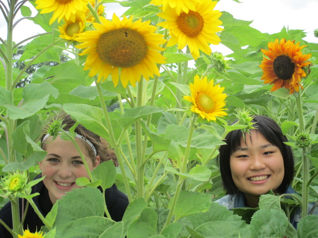 Students in Sunflowers