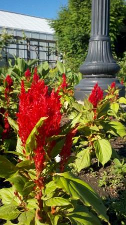 Red celosia plants
