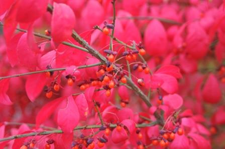 Euonymus seed capsules