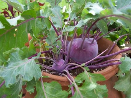 Purple kohlrabi, stem 