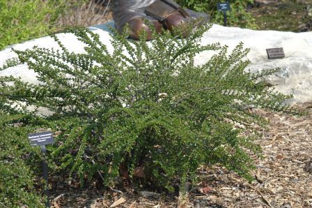 Cotoneaster plant